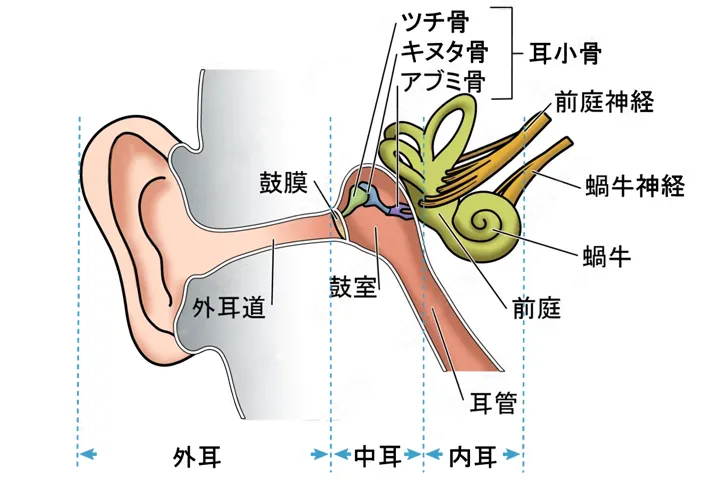 耳の構造