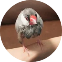 こおた