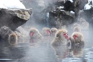 Jigokudani Yaen-koen A Japanese monkey in a hot spring